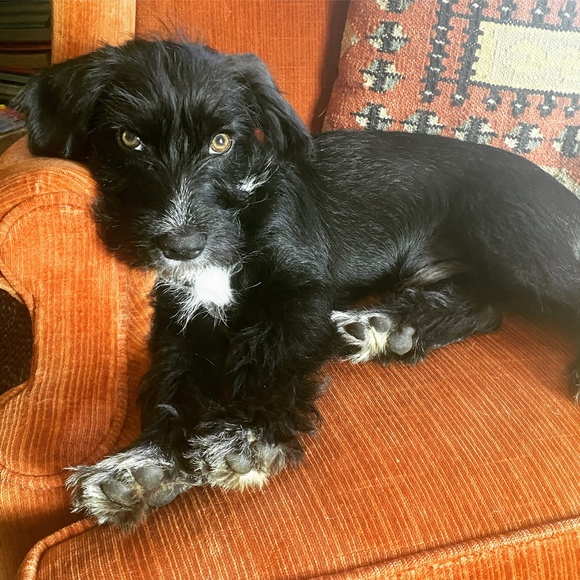 Meet your Posher, Carrie - Picture 1 of 1